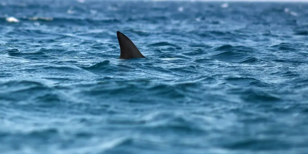 Shark attack in the Bahamas / Video Screenshot